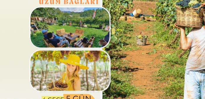 Gürcistan Bağ bozumu
