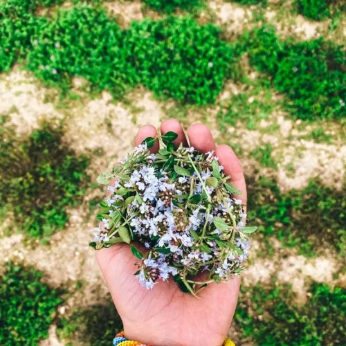 cay_bal_yolculugu_deneyim_turu09-768x1024