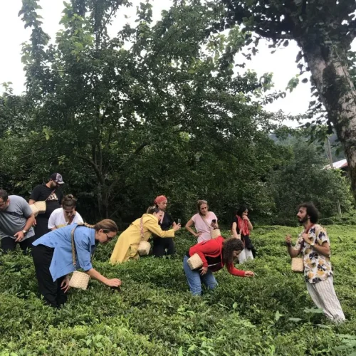 cay_bal_yolculugu_deneyim_turu11-768x1024